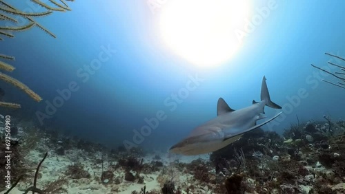 Caribbean Reef Shark in Caribbean waters of the Jardines de la Reina (Gardens of the Queen) in Cuba. Shot on insta360 with the invisible housing. Dynamically framed 4K shots. photo