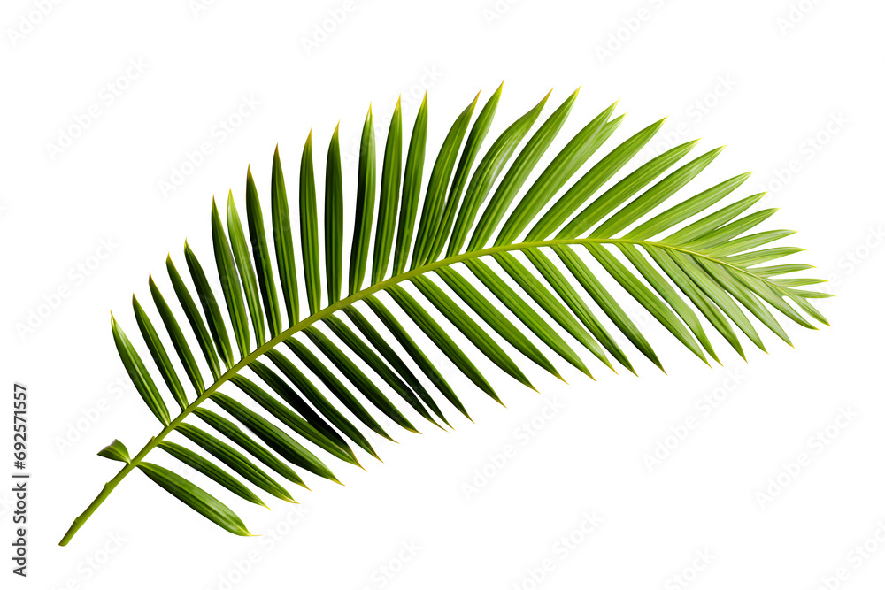 Fototapeta premium Tropical green palm leaf cut out, Palm leaf on a transparent background