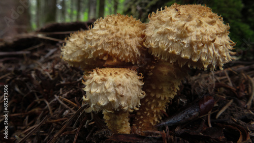 Pholiota-squarrosa 