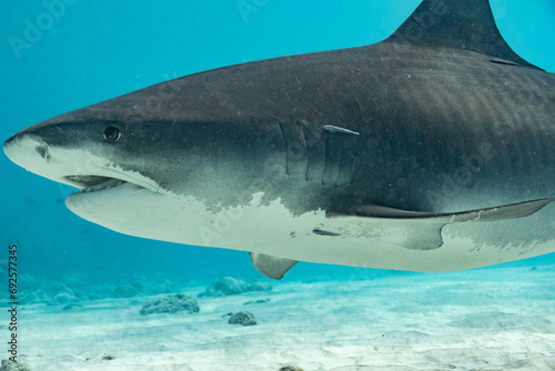 Tiger Shark - Tigerhai - Maldives - Malediven