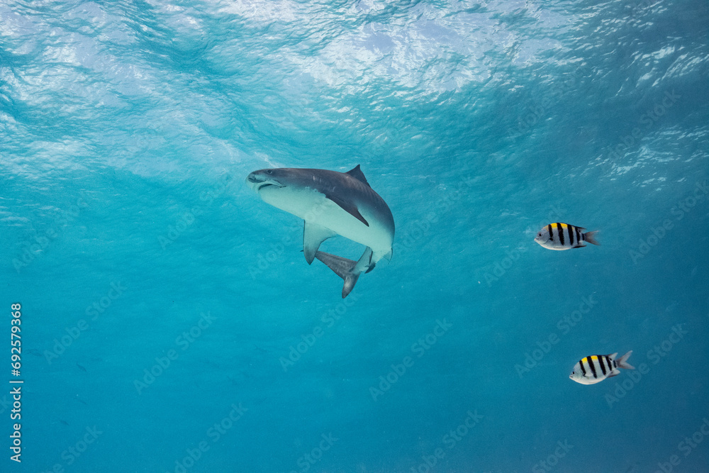 Obraz premium Tiger Shark - Tigerhai - Maldives - Malediven