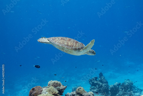 Green Turtle - Grüne Schildkröte - Maldives - Malediven