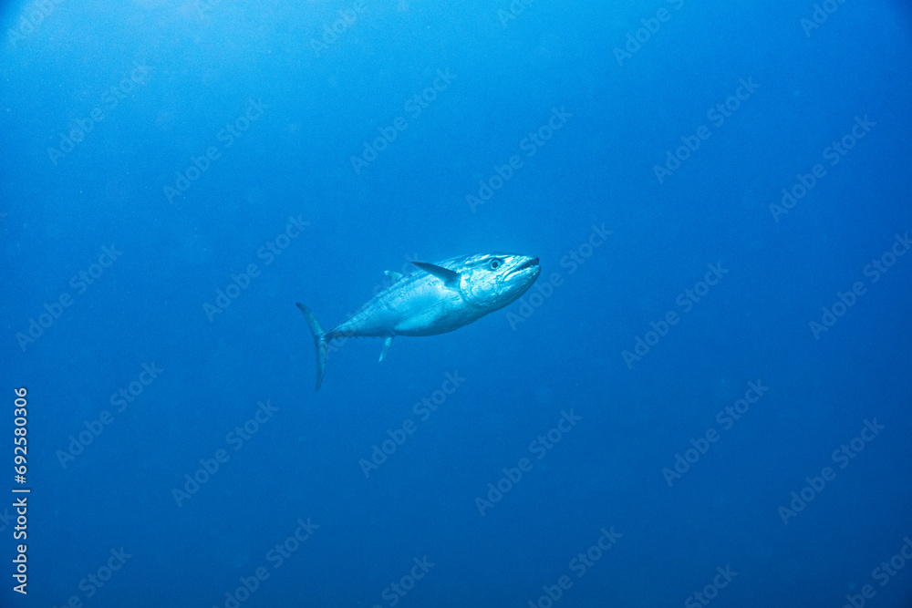 Fototapeta premium Tuna - Thunfisch - Maldives - Malediven