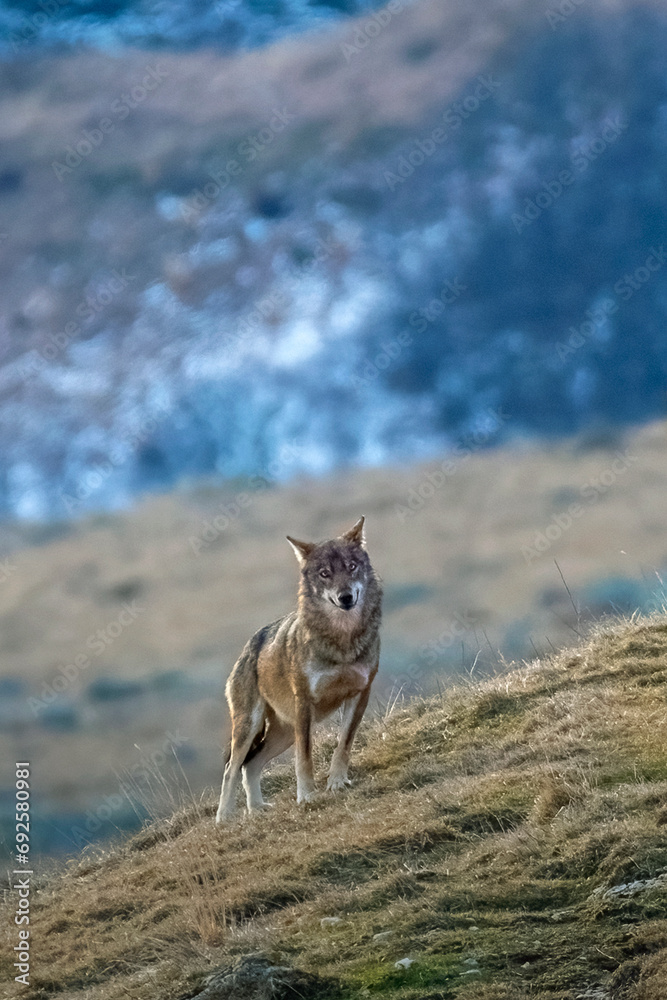 Italian wolf (Canis lupus italicus or Canis lupus lupus) standing in an alpine meadow against snowy forest background, Wild animal, Alps, Italy.
