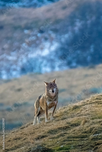 Obraz na płótnie Italian wolf (Canis lupus italicus or Canis lupus lupus) standing in an alpine meadow against snowy forest background, Wild animal, Alps, Italy. w salonie