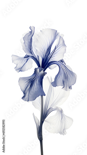 Iris on a white background. Minimalistic flower with transparent petals.