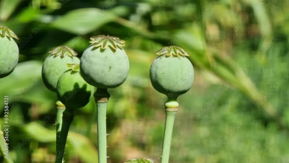 Unripe green poppy heads against a beautifully blurred garden background. Close-up of a plant. Agriculture. Unripe green poppy heads against a beautifully blurred garden background. Close-up of a plant. Agriculture.