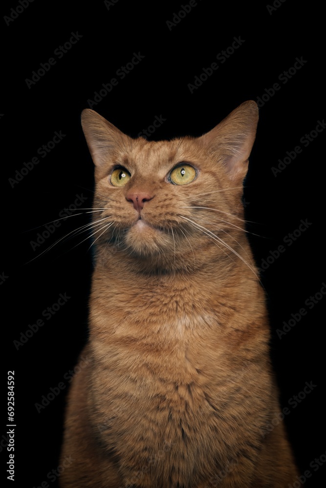 Funny red cat sitting on lambskin and looking at camera. Vertical image with black background.	