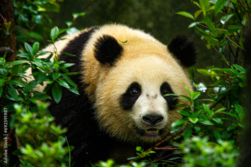Obraz premium Giant panda bear