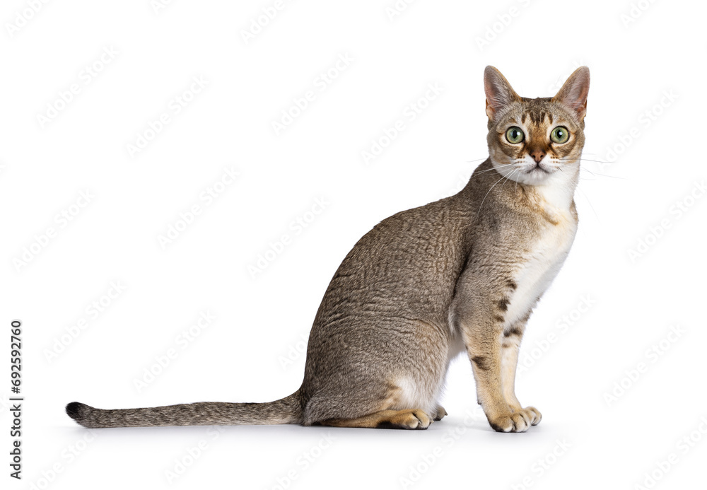 Cute curious Singapura cat, sitting up side ways. Looking towards camera with the typical green eyes. Isolated on a white background.