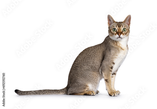 Cute curious Singapura cat, sitting up side ways. Looking towards camera with the typical green eyes. Isolated on a white background. photo