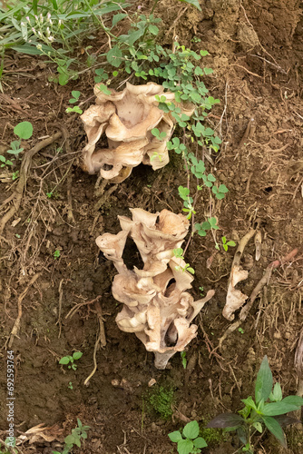 Meripilus sumstinei fungi photo