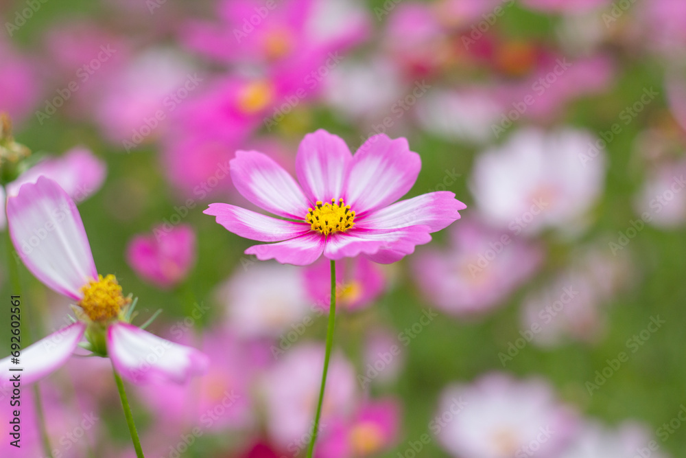 Cosmos flower in close up garden Cosmos flower in close up garden