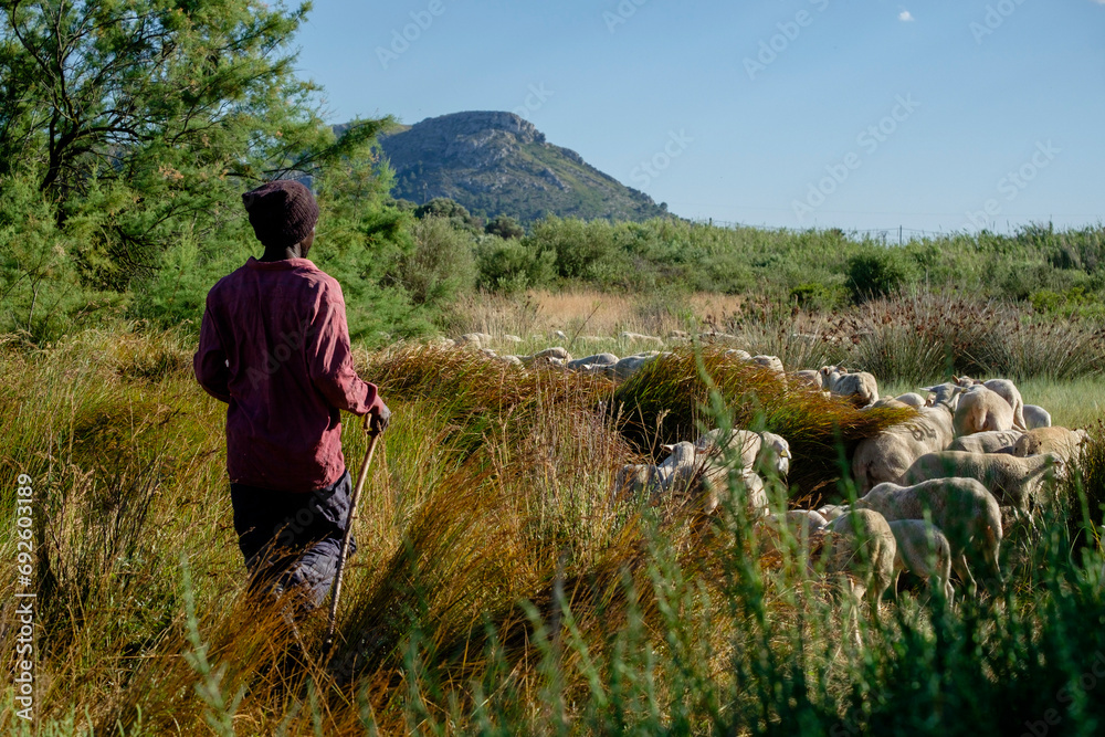 rebaño de ovejas pastando, Reserva natural de l'Albufereta, bahia de Pollensa ,Mallorca, balearic islands, Spain