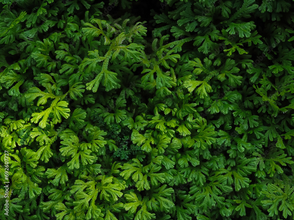 Green fern leaf texture for natural background Green fern leaf texture for natural background