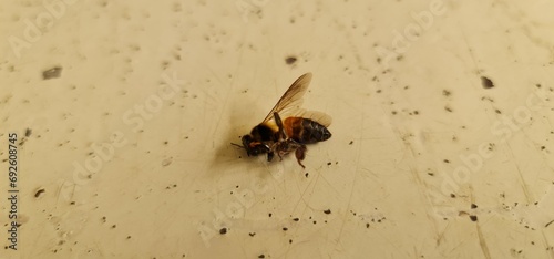 Close up of a deceased honey bee, highlighting fragility and environmental concerns