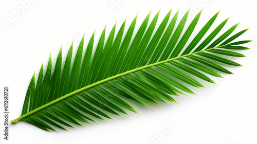 Vibrant Tropical Palm Leaf Isolated on White Background - Botanical Clip Art for Summer Design, Exotic Foliage Illustration, and Natural Flora Decoration.