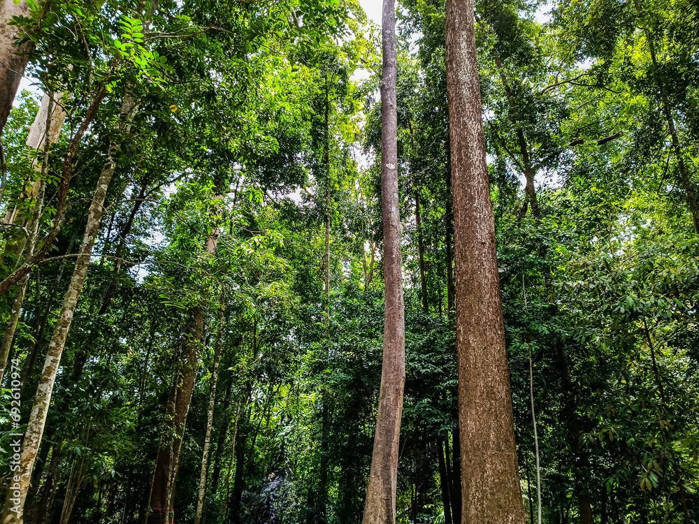 Fototapeta premium tropical forest in the jungle
