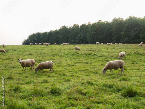 Sheep grazing the English countryside