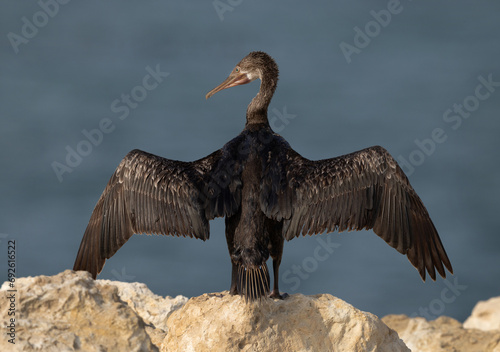 Socotra cormorant drying its wings at Busaiteen coast, Bahrain
