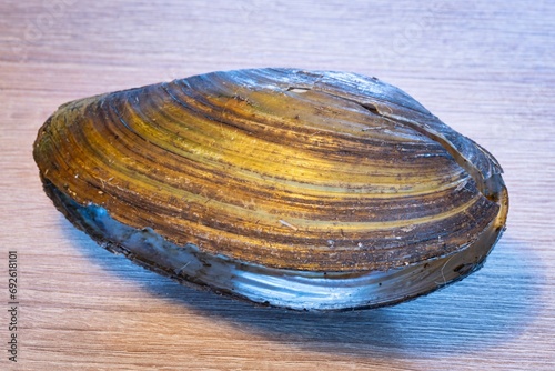 Detailed image of the painter's mussel (Unio pictorum) photo