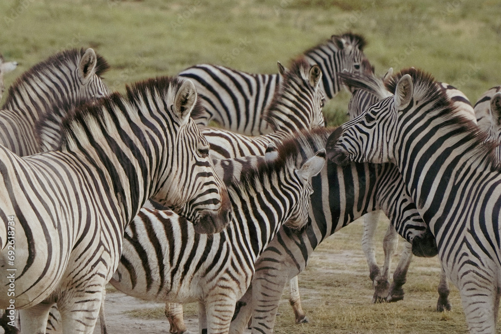 Fototapeta premium Graceful zebras roam freely across the vast savanna of the Okavango Delta in Botswana, Africa, creating a captivating scene of wild beauty.