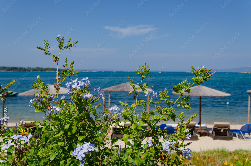 Obraz premium Through flowers you can see equipped sea beach