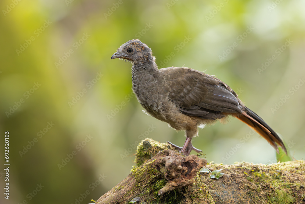 Colombian Chachalaca perched on a tree in a natural environment Colombian Chachalaca perched on a tree in a natural environment