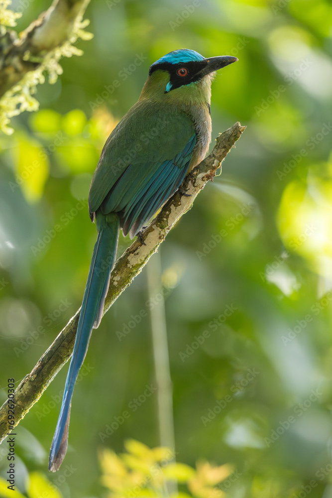 Highland Motmot perched on a branch Highland Motmot perched on a branch