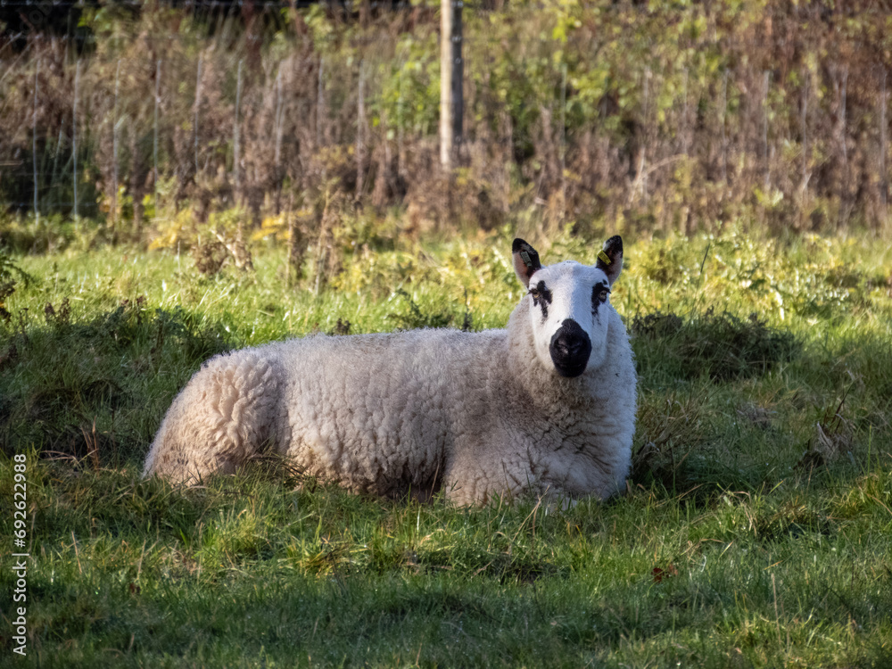 Obraz premium sheep with black ears nose and eyes