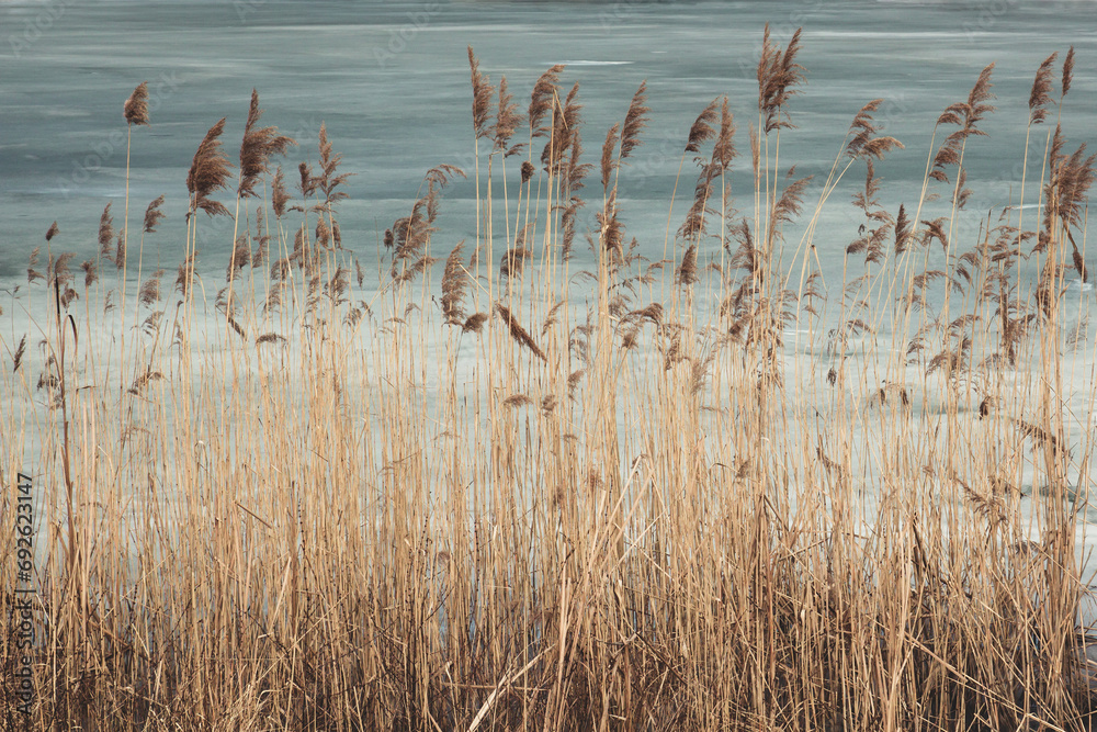 Thickets of high dried grass in the background of the lake is covered with ice - obrazy, fototapety, plakaty 