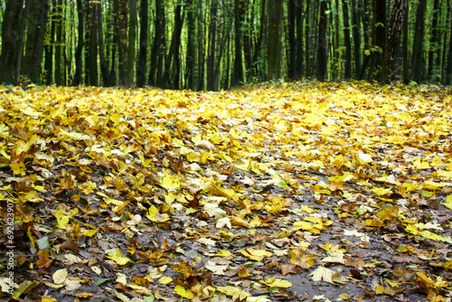 Yellow leaves strewn on the ground in the woods