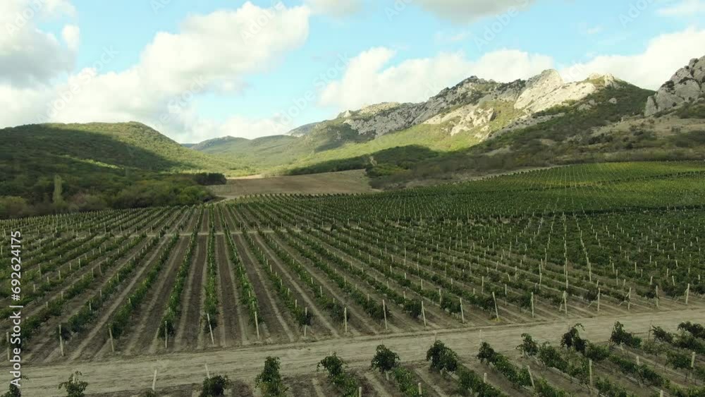 Inspection of a young green vineyard with a drone. Modern technologies in agriculture Inspection of a young green vineyard with a drone. Modern technologies in agriculture