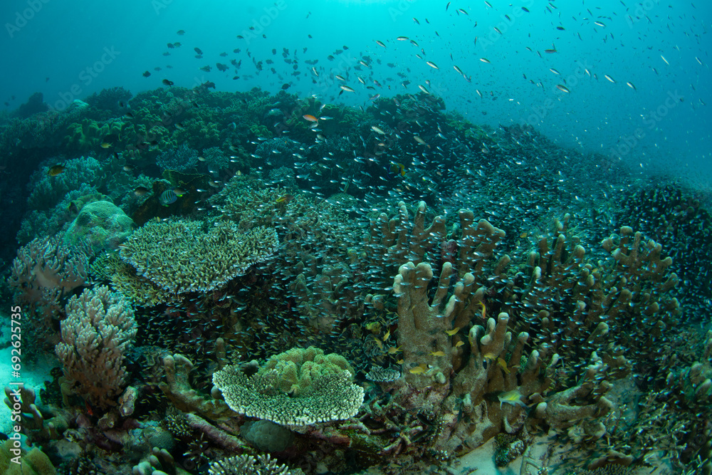 Small, colorful fish swim amongst healthy corals near the island of Ambon, Indonesia. This beautiful, tropical area harbors extraordinary marine biodiversity.