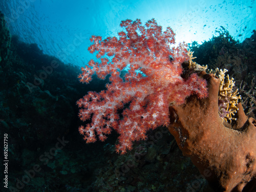 Fototapeta Naklejka Na Ścianę i Meble -  A colorful soft coral colony grows near the island of Ambon, Indonesia. This beautiful, tropical area harbors extraordinary marine biodiversity.