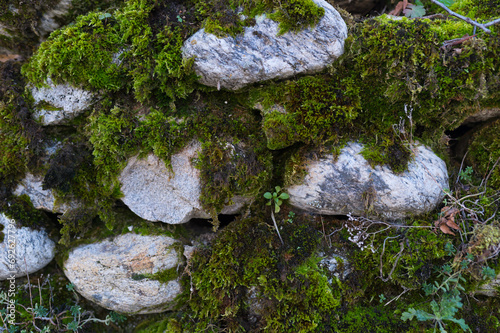 Stones of a wall with moss between them