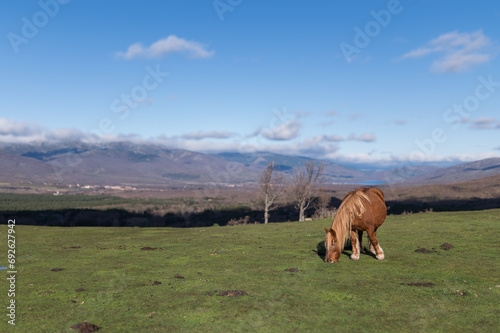 Horses in a green meadow in the mountains