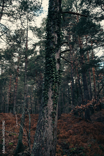 Tree with leaves on its trunk in a forest