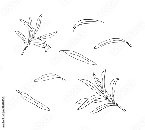 Hand-drawn sea-buckthorn leaves set. Healing tea, medicinal edible berry. Food ingredient. Leavs for cosmetic and tea packaging design, medicinal herb.