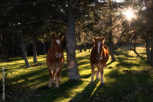 A pair of horses in the field at sunset