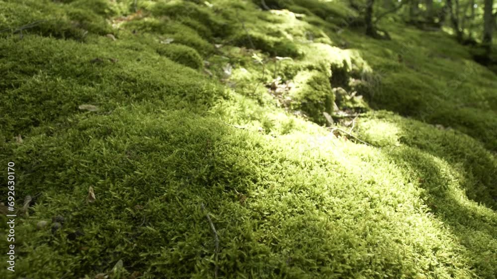 Conservation Clean ecosystem and natural environment. The ground is overgrown with green moss in the light of the morning rays of the bright sun. Slow motion camera moving along the object Conservation Clean ecosystem and natural environment. The ground is overgrown with green moss in the light of the morning rays of the bright sun. Slow motion camera moving along the object