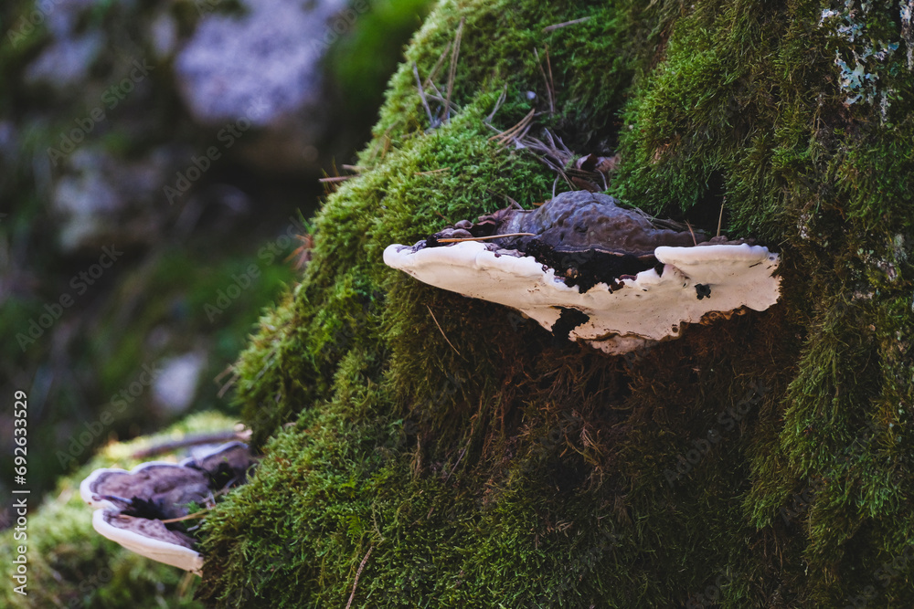 dark gray belted bracket fungus on moss covered tree stump. Ganoderma sp. or Fomitopsis sp. - obrazy, fototapety, plakaty 