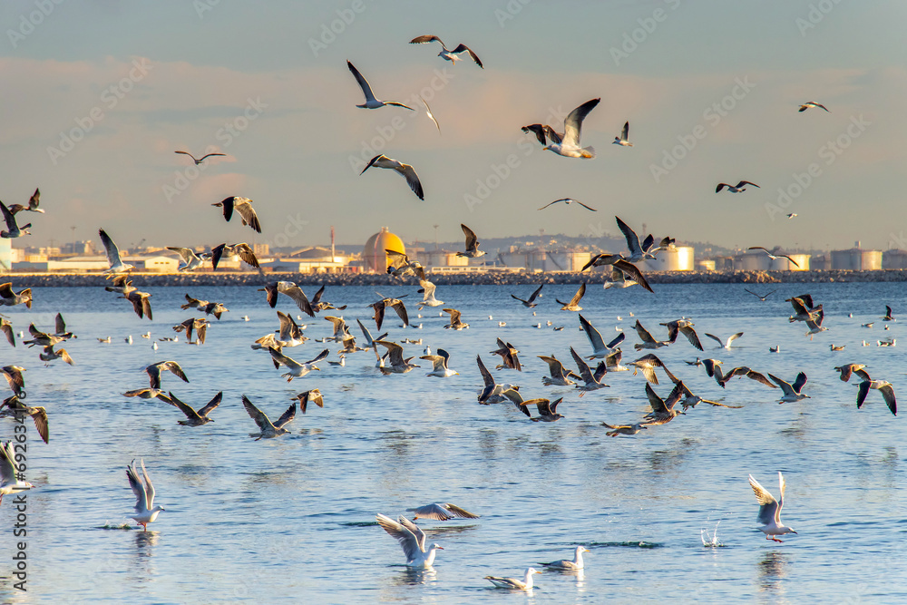 Flock of Birds Flying over Sea