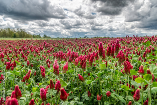 Beautiful red flowers. Clover incarnate - Trifolium incarnatum