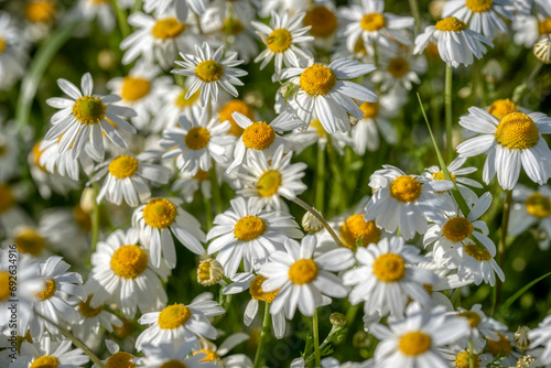 Blooming daisies on a sunny day chamomile on a background