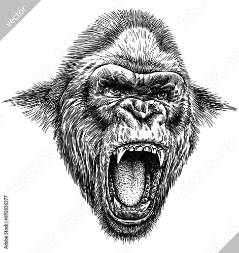 Vintage engraving isolated gorilla set illustration ape ink sketch. Monkey kong background primate silhouette art. Black and white hand drawn vector image