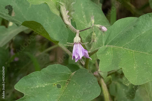 flower of eggplant purple