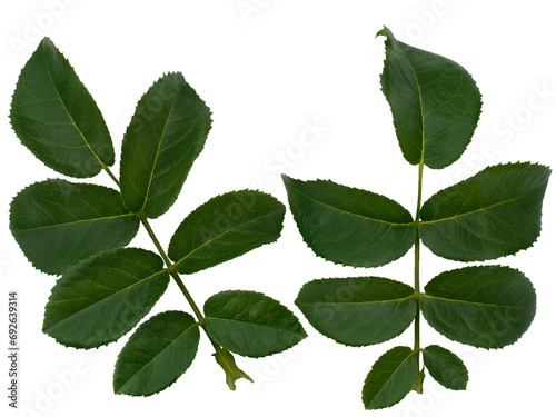 Green rose foliage isolated on white background photo