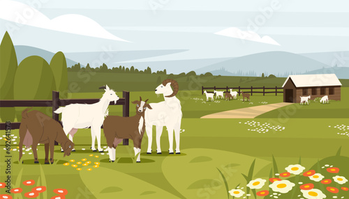 Goat farm. Farm with dairy animals, cottage with baby male and female goats, organic farm for dairy milk production. Vector rural animals landscape