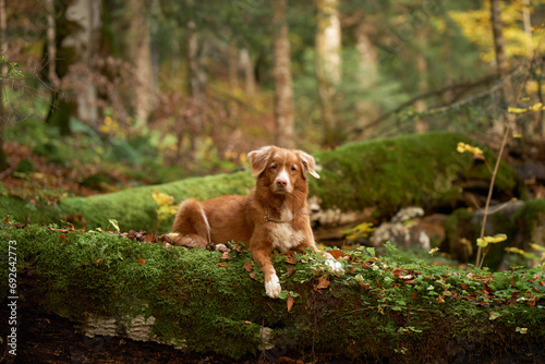 A Duck Tolling Retriever dog prowls in the woods, embodying the spirit of adventure. Its cautious stance and alert gaze capture a natural exploration scene, amidst lush greenery